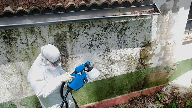 Top rated local Basement Mold Removal specialists in Cary, IL